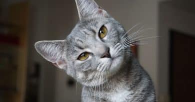 Gatto con espressione curiosa e occhi gialli