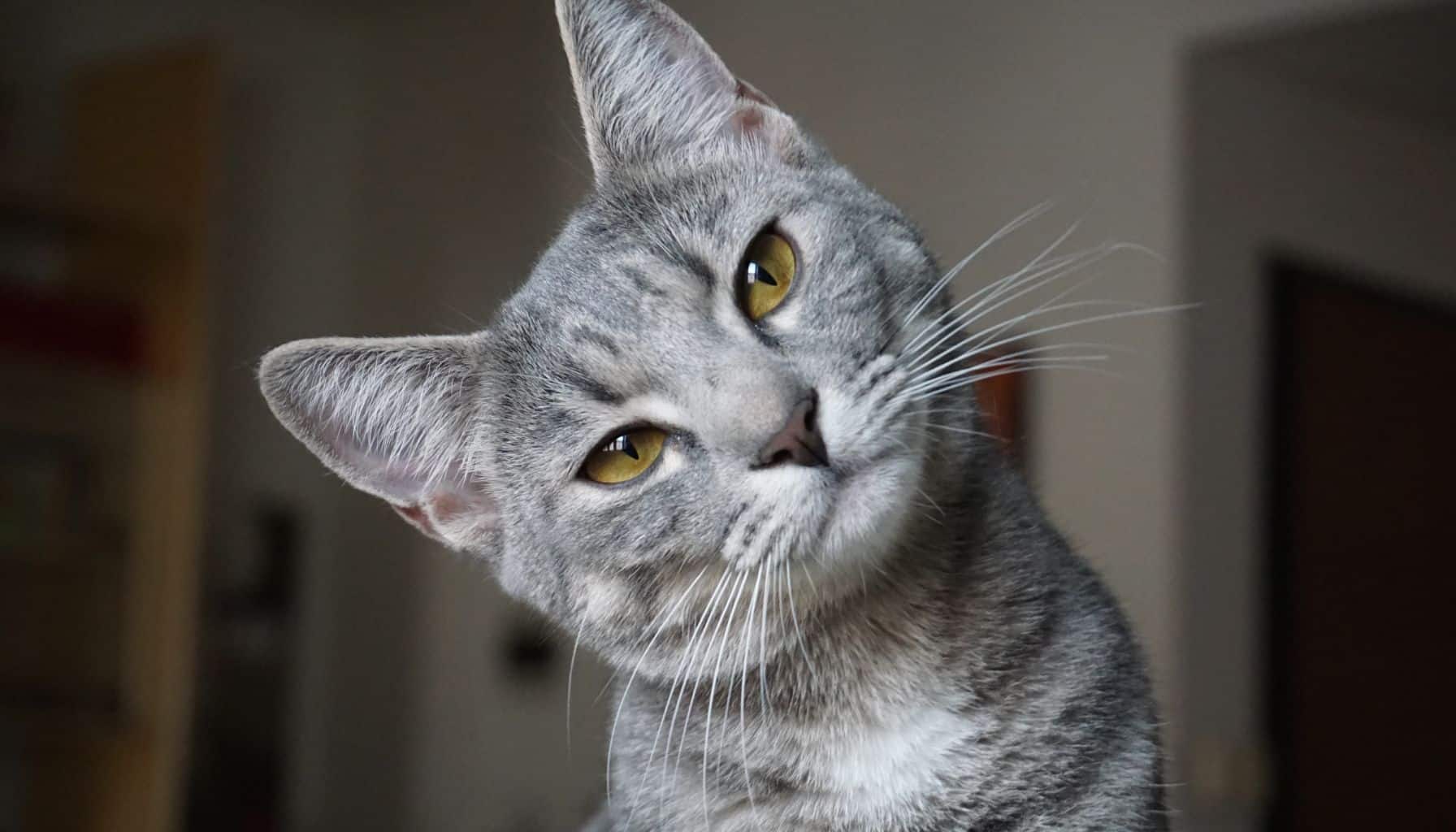 Gatto con espressione curiosa e occhi gialli