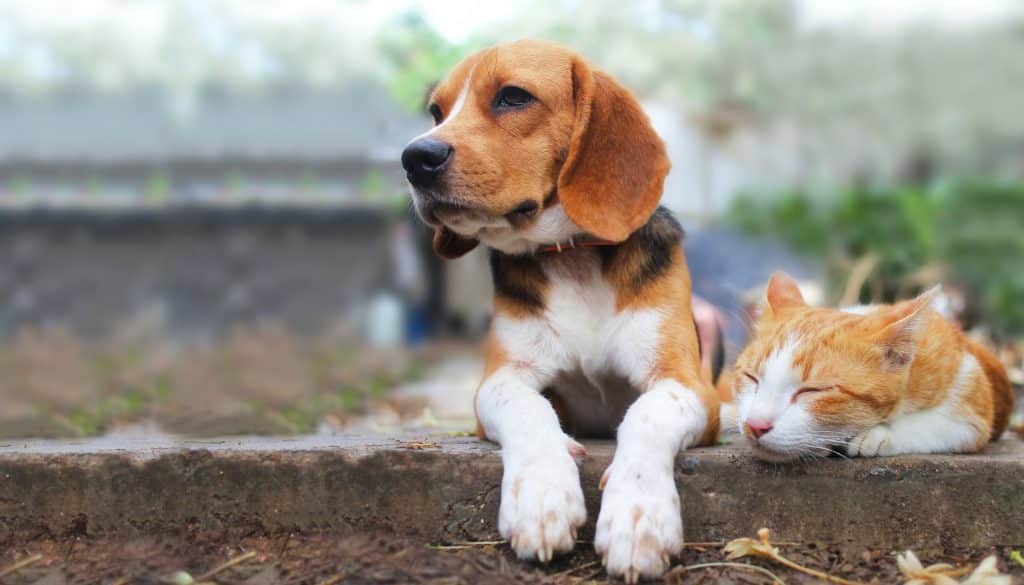 Cane e gatto insieme