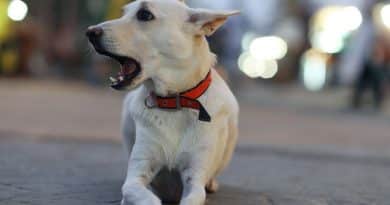 Bambina morsa da una cagnolina a Nichelino: il proprietario finisce a processo