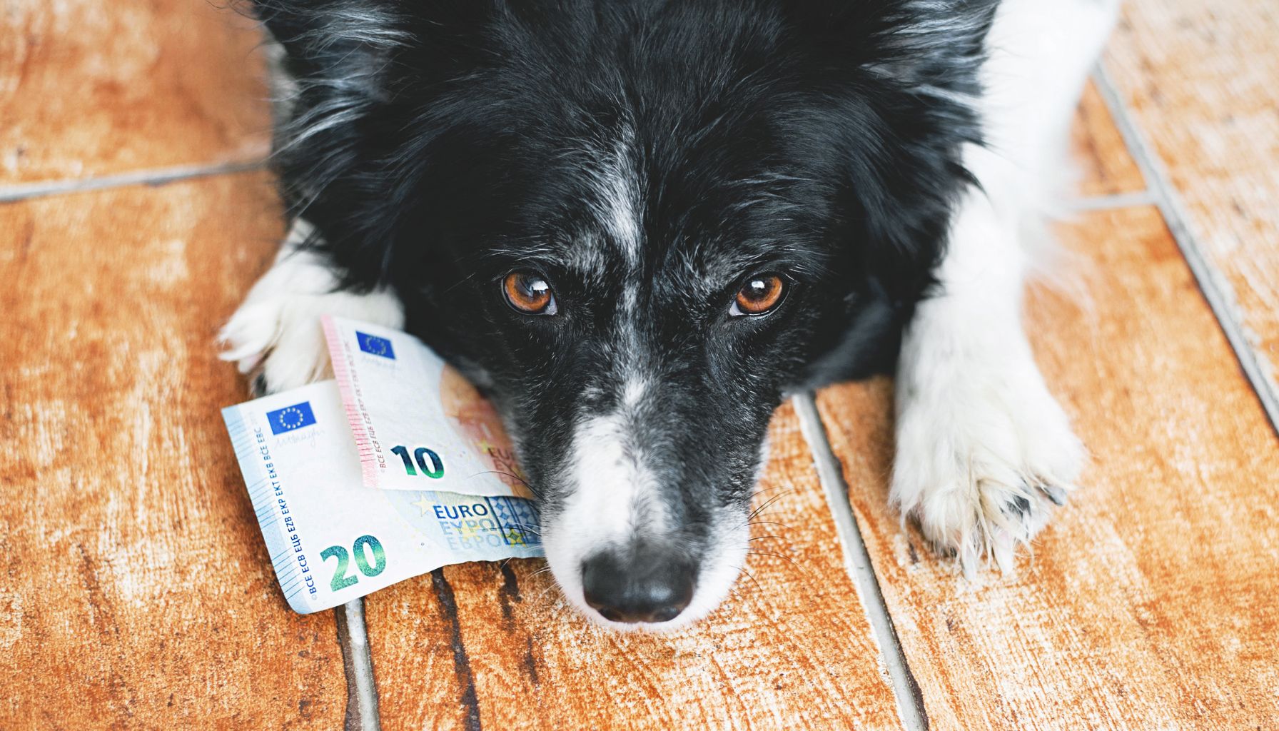 Un cane sdraiato su un pavimento di legno con dei soldi.