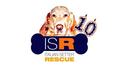 Dieci anni di Italian Setter Rescue: una missione d’amore per i setter inglesi