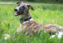 whippet: levriero inglese