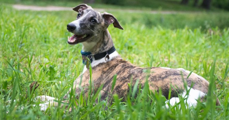 whippet: levriero inglese
