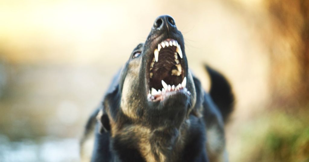 Chi è il Responsabile quando un cane morde?