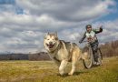 A Vialfrè la prima prova lavoro CIRN per razze nordiche da slitta riconosciuta ENCI