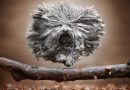 La magia della dog photography: un linguaggio universale