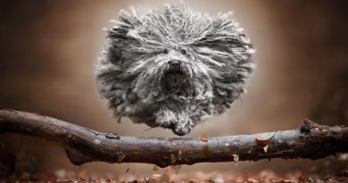 La magia della dog photography: un linguaggio universale
