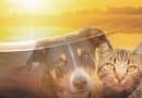 Companion For Life: il bando europeo di Almo Nature per chi opera a favore di cani e gatti