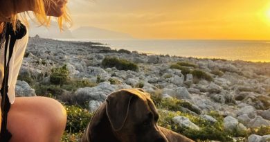 Stragi di cani in Marocco: la parola allo Stray Dogs International Project
