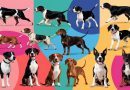 Rescue dogs, cani di razza in cerca di una seconda possibilità.