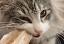 Masticativi naturali per gatti: salute, benessere e consigli pratici