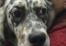 Italian Setter Rescue