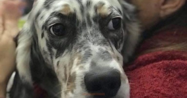 Italian Setter Rescue