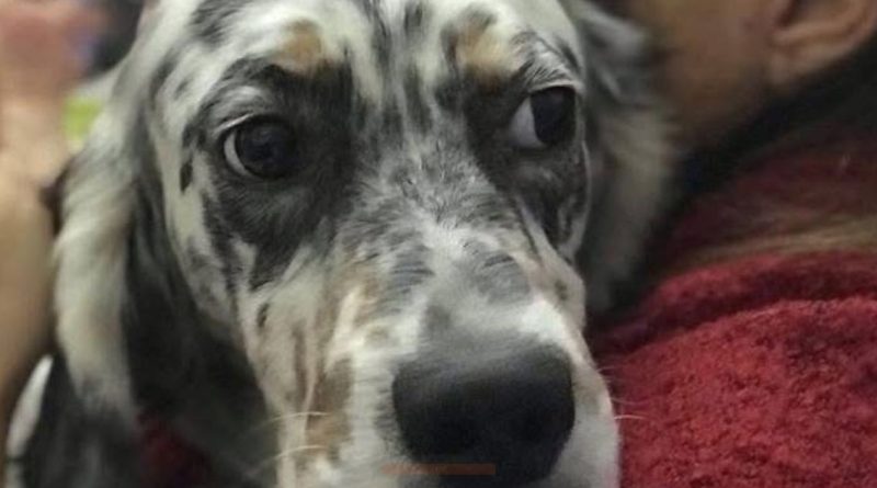 Italian Setter Rescue