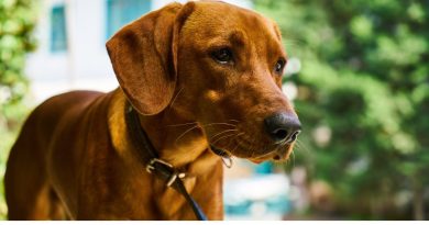 Cane da caccia in famiglia come comprenderlo