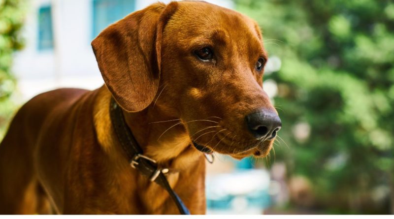 Cane da caccia in famiglia come comprenderlo