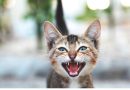 La comunicazione del gatto: cane e gatto a confronto