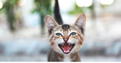 La comunicazione del gatto: cane e gatto a confronto