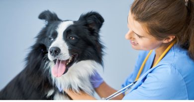 veterinari con border collie