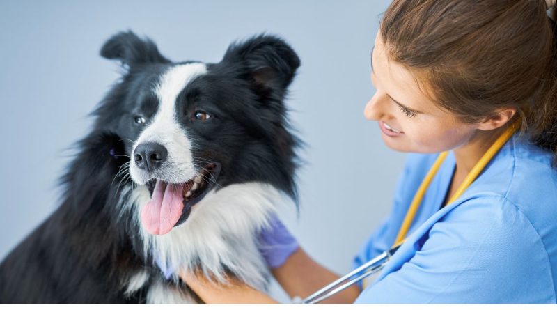 veterinari con border collie