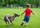 Levrieri in famiglia: cosa serve per vivere in armonia