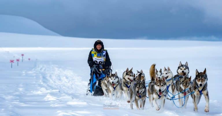 Lo sleddog moderno gare e competizioni nel mondo