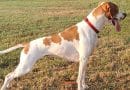 Il pointer in famiglia: convivere con un cane da ferma