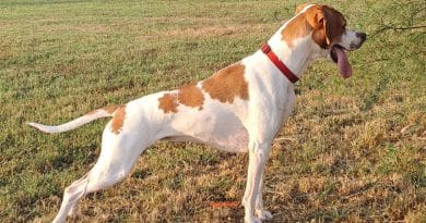 Il pointer in famiglia: convivere con un cane da ferma