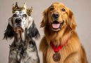 Classifica cani di razza in Italia e nel mondo 2025