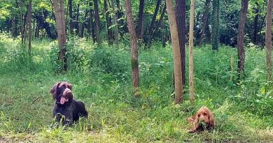 Una giornata con Searching Dog a giocare con i cani da caccia.