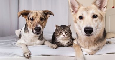 Il Piemonte rivoluziona la tutela degli animali da compagnia: intervista a Ivan Radice