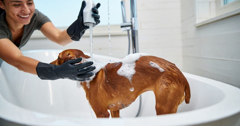Fase del bagno durante la toelettatura del cane