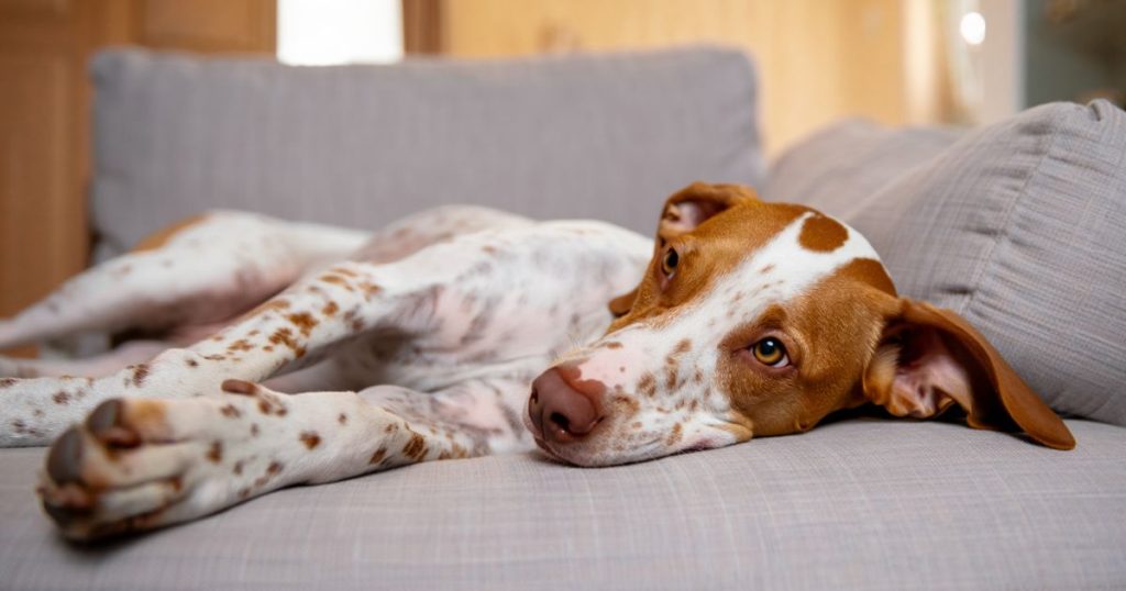 Cane rilassato dopo la toelettatura