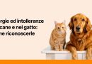 Allergie ed intolleranze nel cane e nel gatto: come riconoscerle