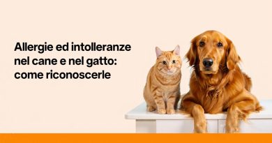 Allergie ed intolleranze nel cane e nel gatto: come riconoscerle