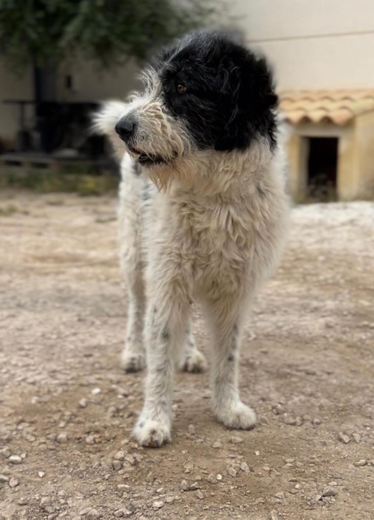 Spino degli Iblei in allerta vicino a una masseria