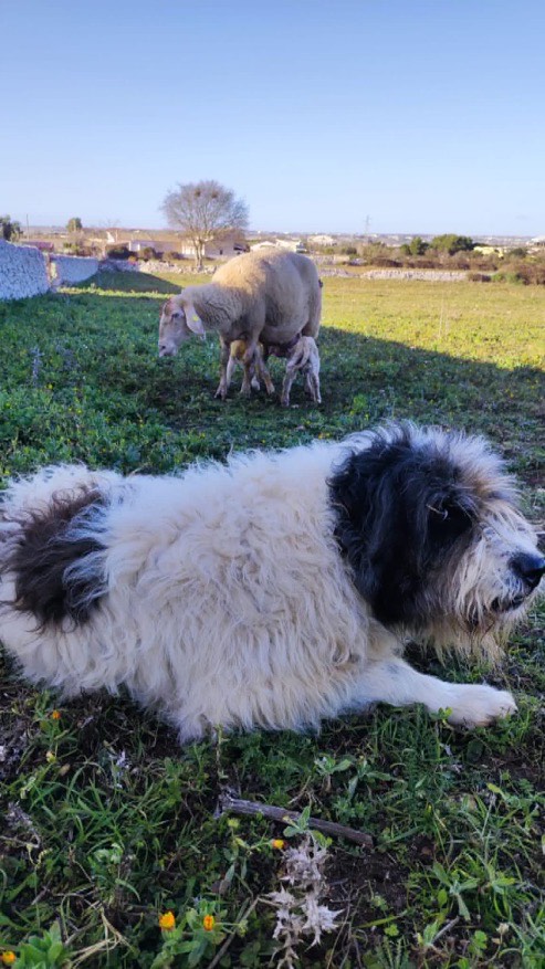 Spino degli Iblei al pascolo con pecore nella campagna iblea