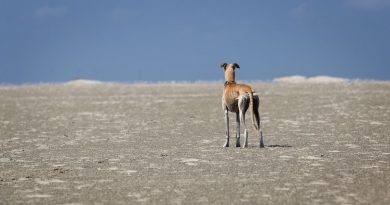 Il levriero e il comportamento predatorio