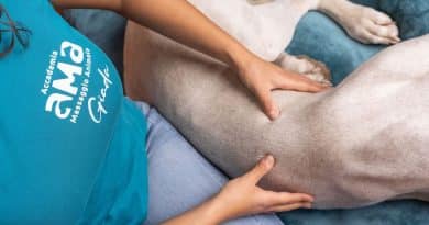 Massoterapia animale: intervista a Giada, fondatrice di AMA