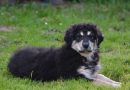 Cane di Mànnara, la diciottesima razza italiana