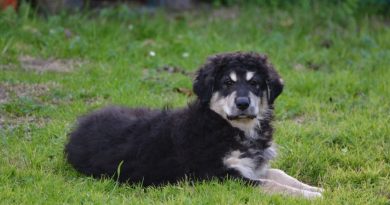 Cane di Mànnara, la diciottesima razza italiana