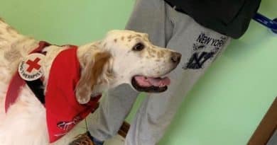 Cani d’assistenza in Italia e il decreto che non arriva.