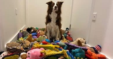Giochi da tirare e da riportare: i cani sanno classificare gli oggetti per la loro funzione?