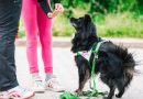 IAA e sibling: quando il cane diventa alleato dei fratelli “nel mezzo”