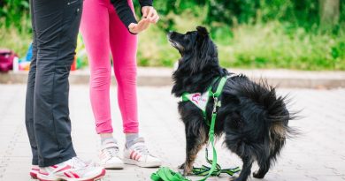 IAA e sibling: quando il cane diventa alleato dei fratelli “nel mezzo”