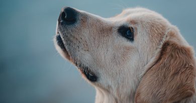«La pet therapy andrebbe fatta ovunque»: le parole del direttore sanitario dell’IRCCS di Candiolo