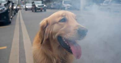 Qual è l’impatto dell’inquinamento atmosferico sulla salute di cani e gatti? Uno studio sui dati raccolti nel Regno Unito