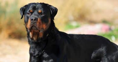 Razze “pericolose”: parliamo del Rottweiler