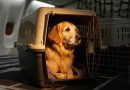 Cani nella stiva dell’aereo: per la Corte Ue sono come bagagli Cani nella stiva dell’aereo: per la Corte Ue sono come bagagli